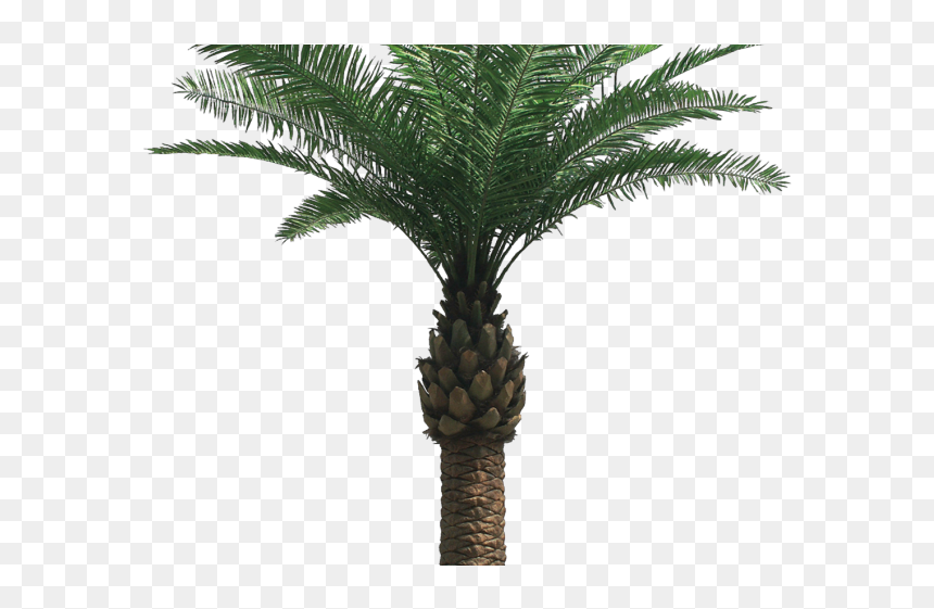 Palm Tree Png Transparent Images - Palm Oil Tree Png, Png Download - trees in png