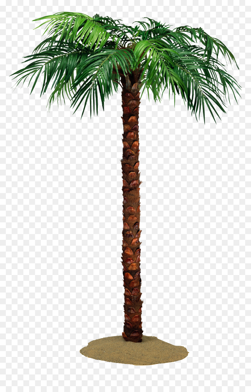 Palm Tree Png - Пальма Фотография, Transparent Png - date tree png