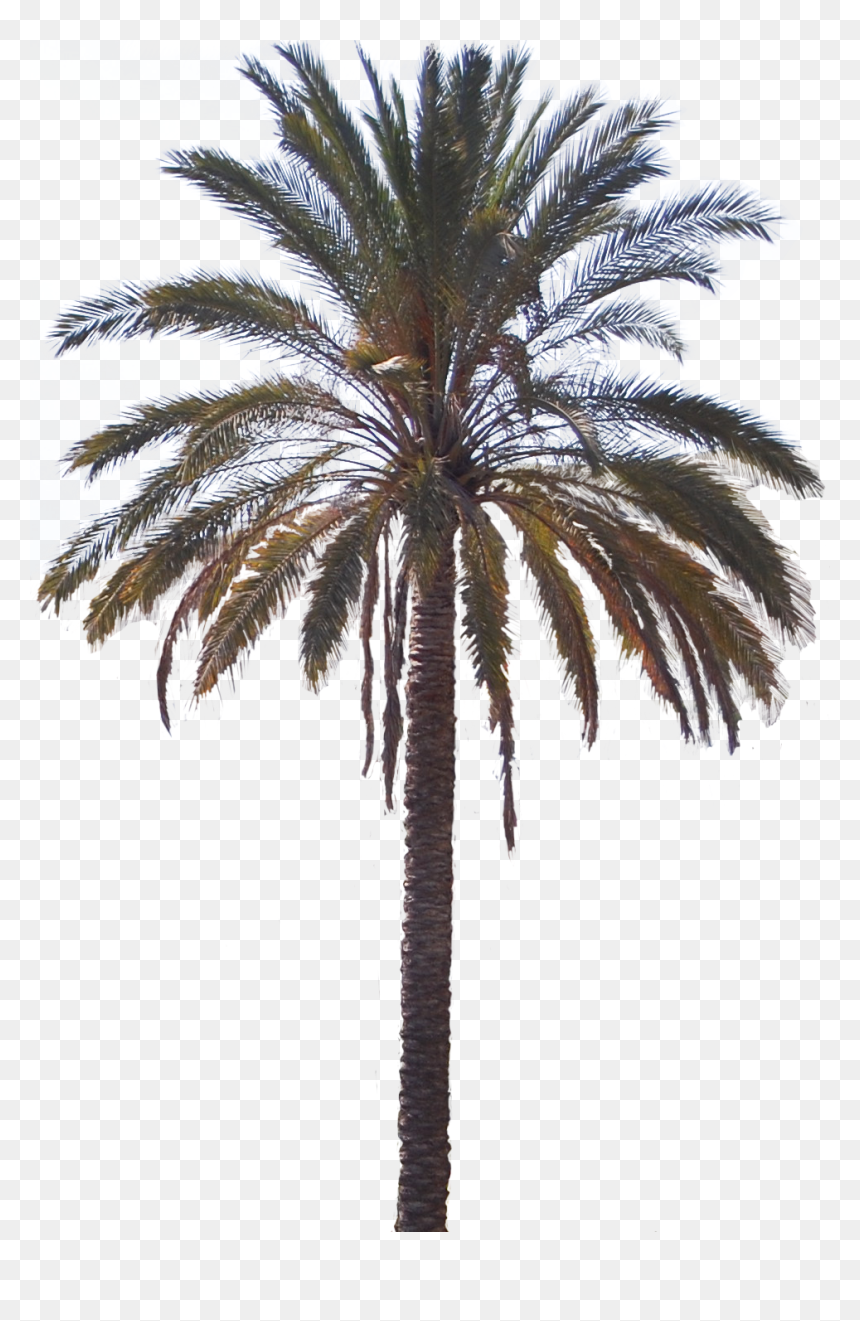 Attalea Speciosa, HD Png Download - date tree png