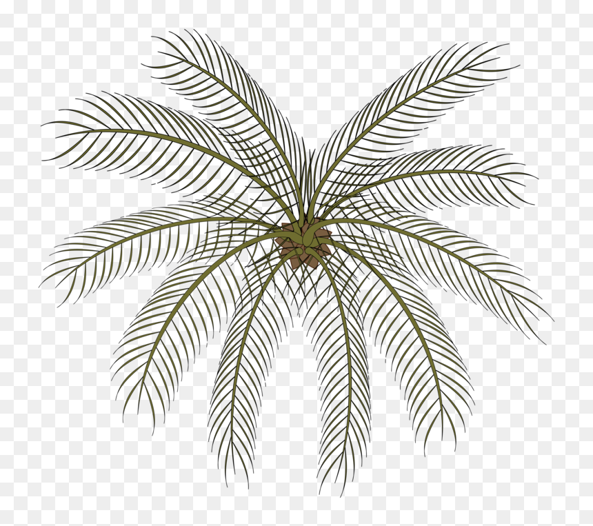 Plant,leaf,symmetry - Small Palms Top View Png, Transparent Png - date tree png