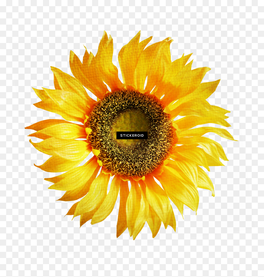 Sunflower On White Background , Png Download - Dark Yellow Flowers Png, Transparent Png - white sunflower png