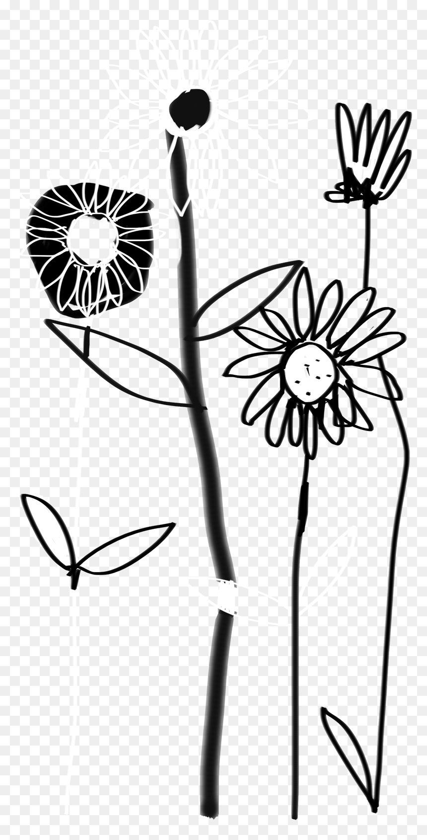 Sunflower-3 - Illustration, HD Png Download - white sunflower png