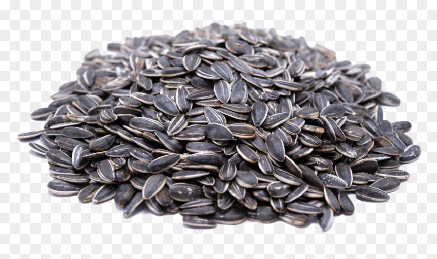 Sunflower Seeds Png, Transparent Png - white sunflower png
