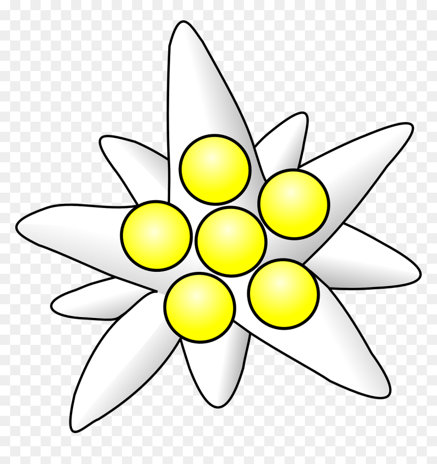 Edelweiss Clipart, HD Png Download - white sunflower png