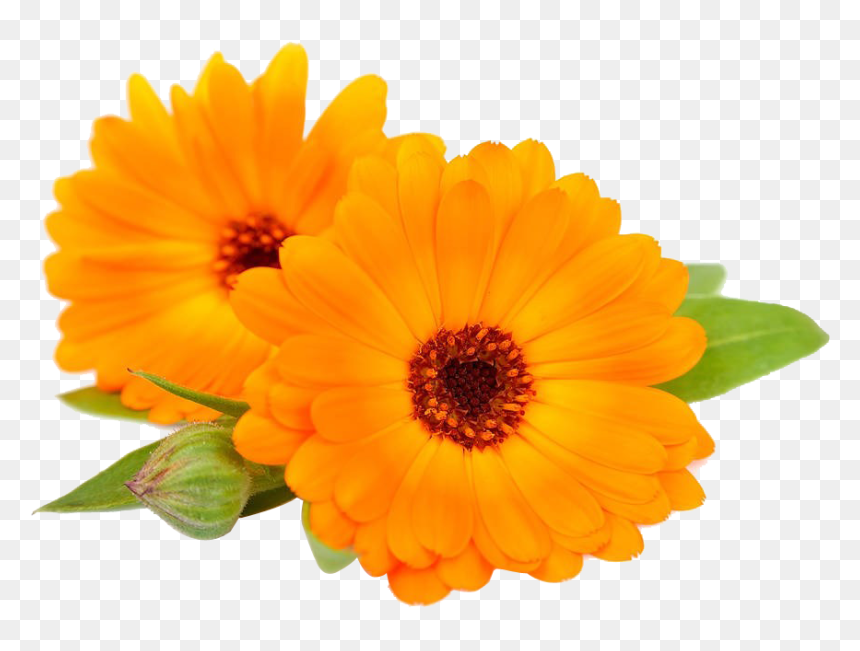 #daisy #sunflower #bloom #flower #border #flowers #white - Calendula Png, Transparent Png - white sunflower png