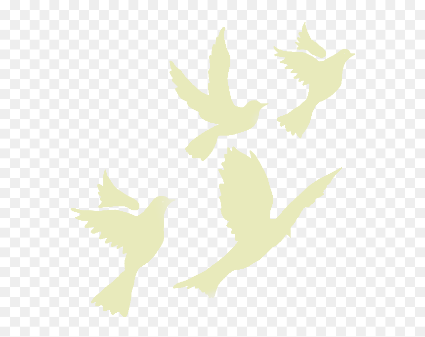 #birdstickers #birds #fly #flyingbirds #stickers #remixit - Flock, HD Png Download - white pigeon flying png