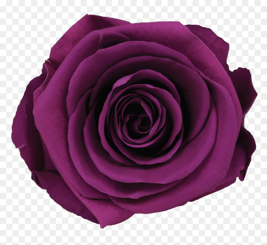 Single Rose Votive , Png Download - Floribunda, Transparent Png - single rose flowers png