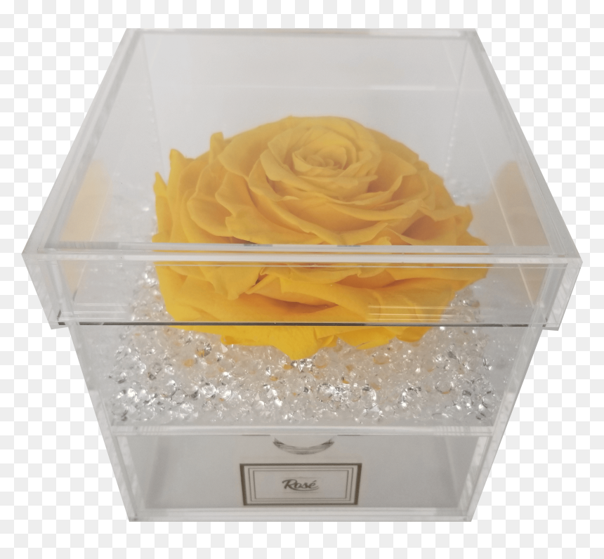 Garden Roses, HD Png Download - single rose flowers png
