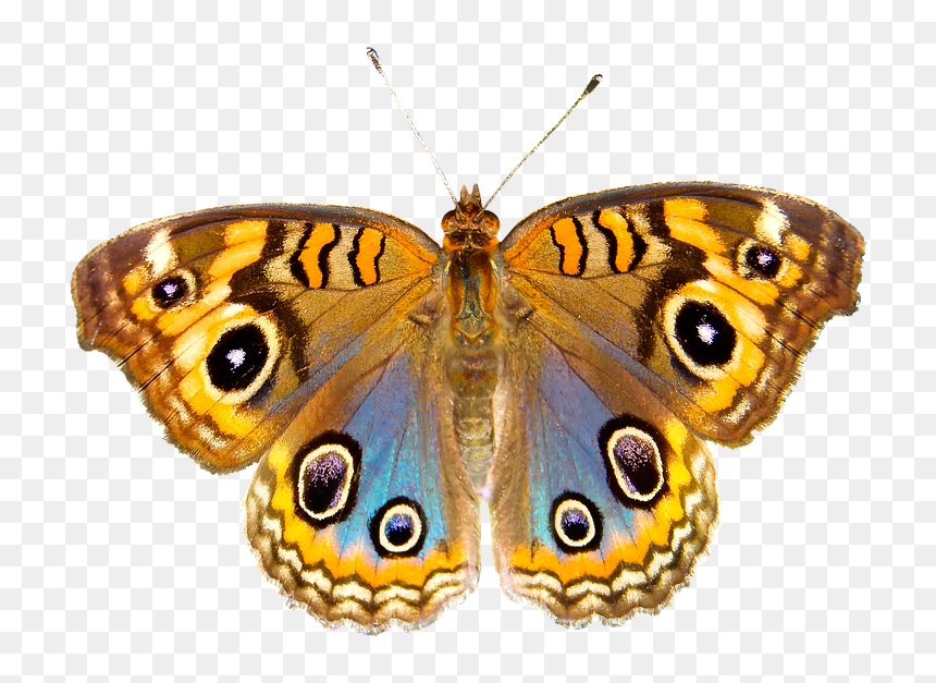 Butterflies, HD Png Download - flying butterfly png images