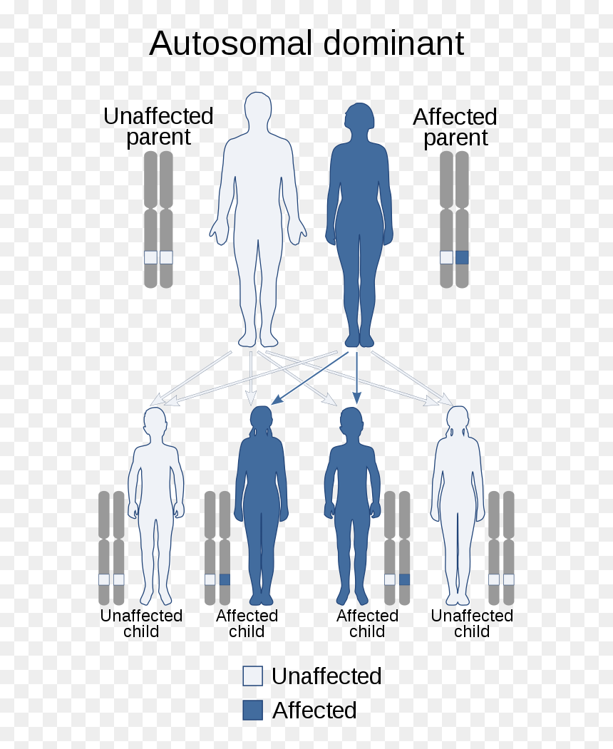Autosomal Dominant, HD Png Download - sivalingam png