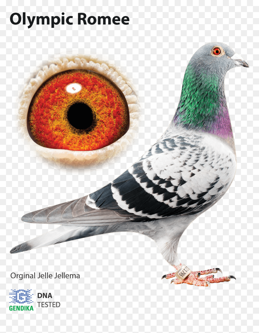 Jelle Jellema Racing Pigeons, HD Png Download - pigeon fly png