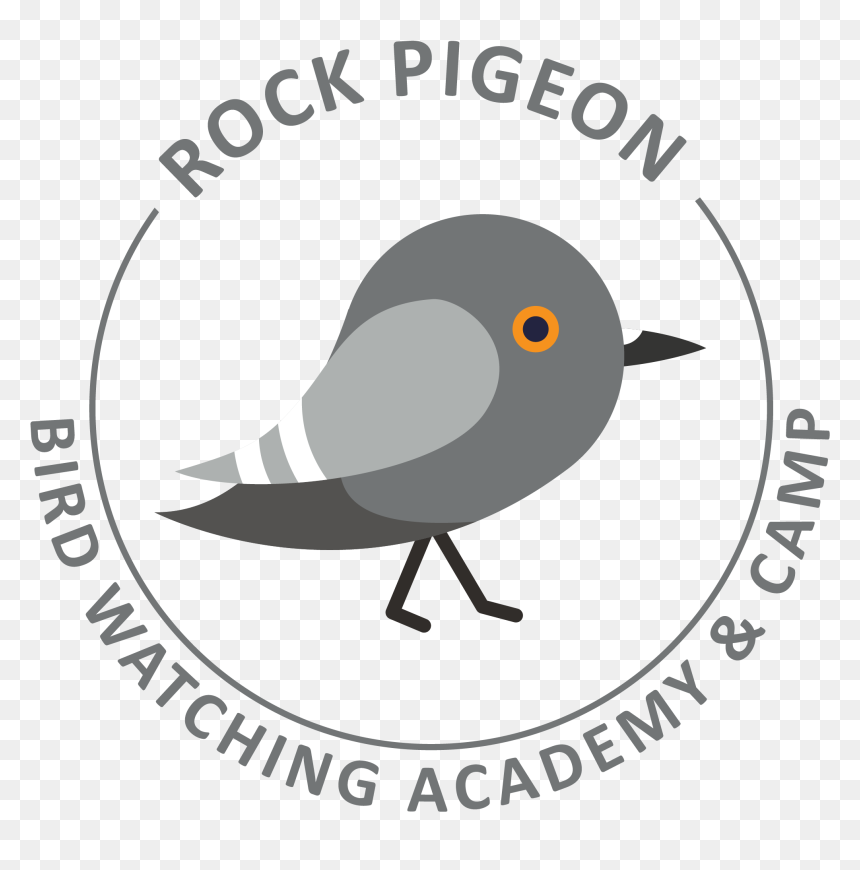 Rock Pigeon Picture - Soccer Ball Clipart, HD Png Download - pigeon fly png