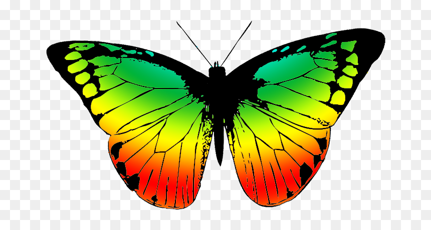 Daffodil Clipart Color - Black And White Butterfly Transparent, HD Png Download - color full png