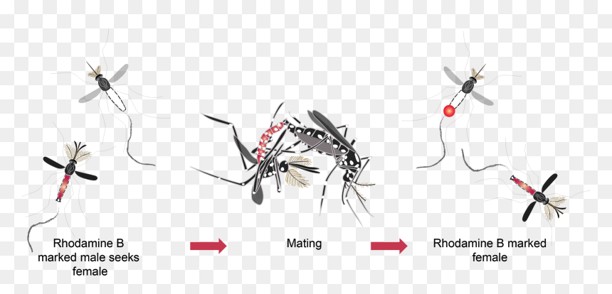 No Mosquito Png, Transparent Png - no mosquito png