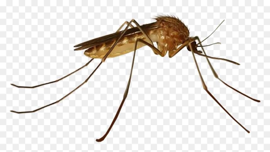Common House Mosquito, HD Png Download - no mosquito png
