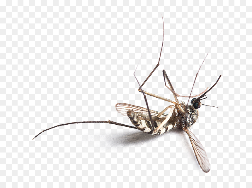 Logo - Plant En Racine Nu, HD Png Download - no mosquito png
