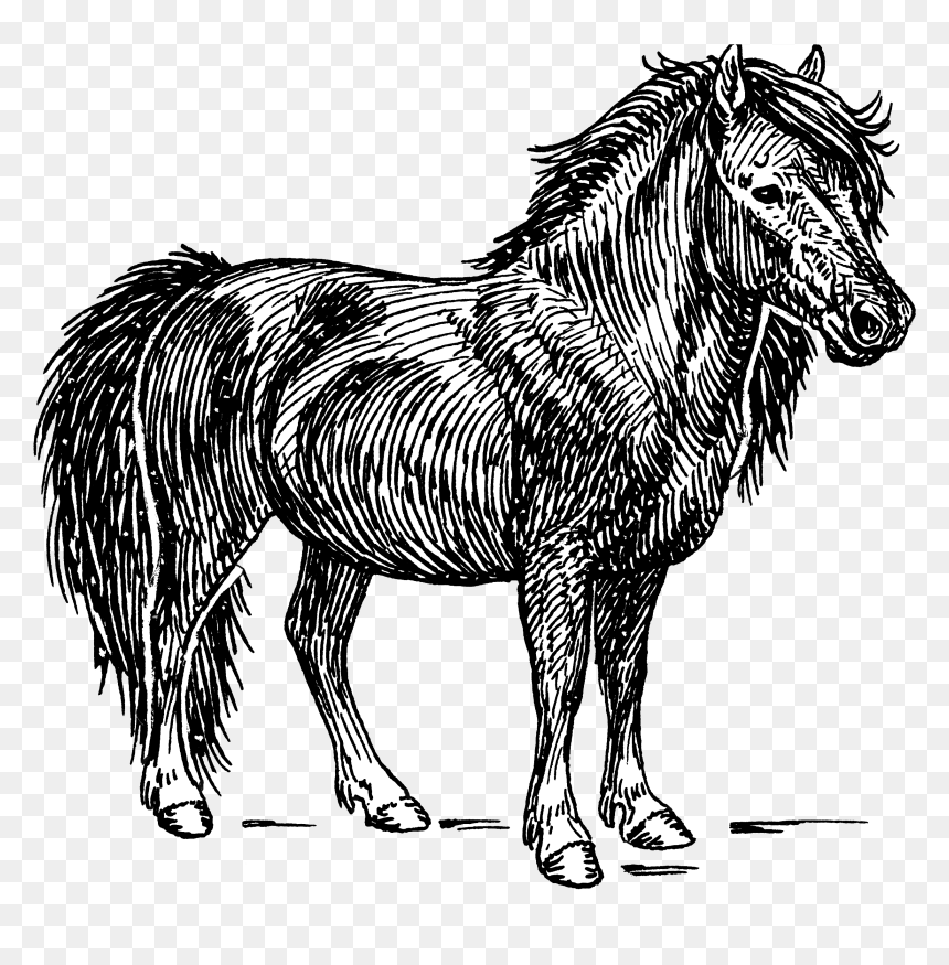 Shetland Pony - Shetland Pony Pony Illustration, HD Png Download - ponies png