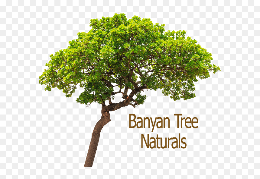 Banyan Logo Sm2 - Photo Caption, HD Png Download - banyan png