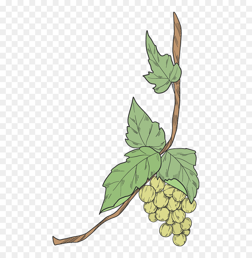 Grapevine Clipart, HD Png Download - grapes leaf png