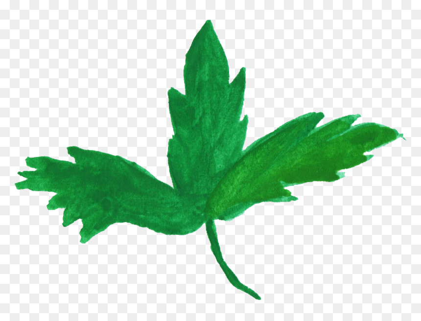 Maple Leaf, HD Png Download - grapes leaf png