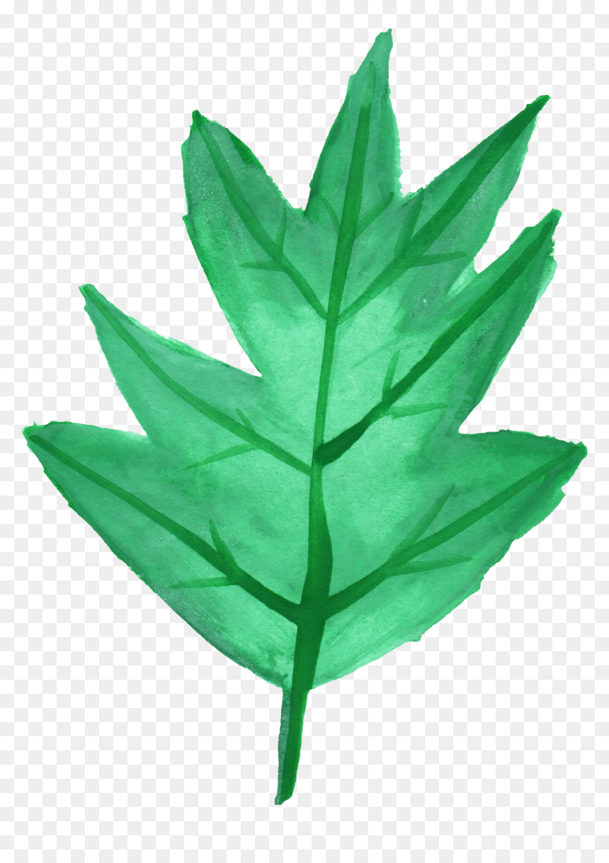 Maple Leaf, HD Png Download - grapes leaf png