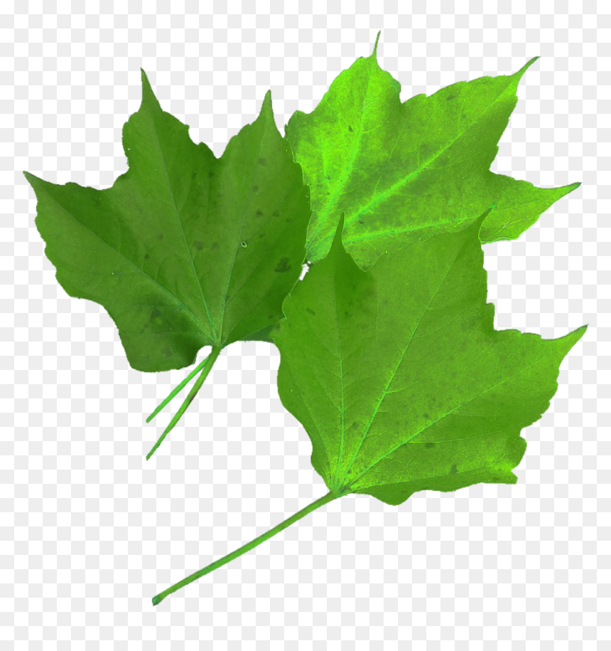 Shri Trimbakeshwar Shiv Jyotirlinga, HD Png Download - grapes leaf png