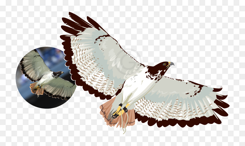 Raster To Vector Illustration Using 100% Vectors - Red-tailed Hawk, HD Png Download - building vectors png