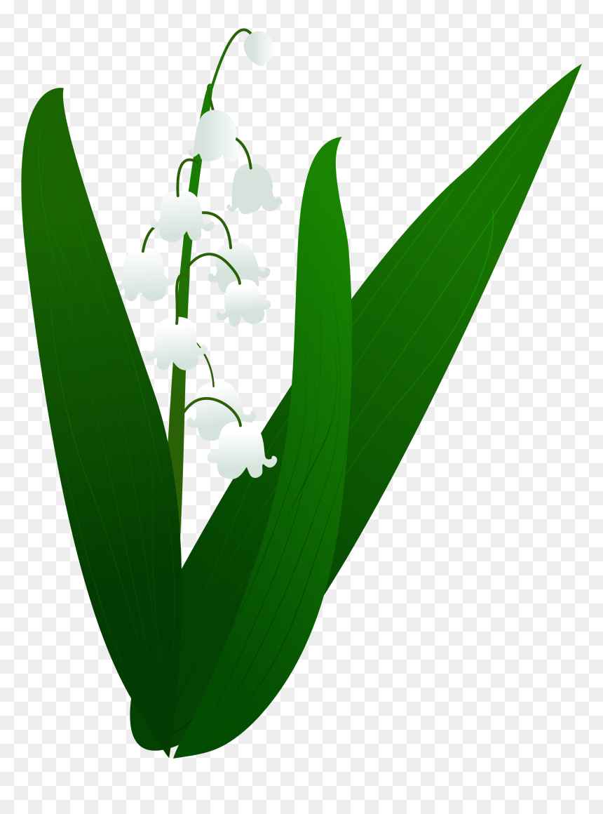 Lily Valley Plant Illustration Png And Vector Image, Transparent Png - valley png