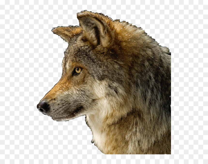 #wolf #dog #cute #evil #mean #wolfy #brown #freetoedit - Gray Wolf_thumb, HD Png Download - gooby png