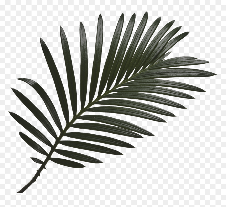 Palm Trees, HD Png Download - lea michele png