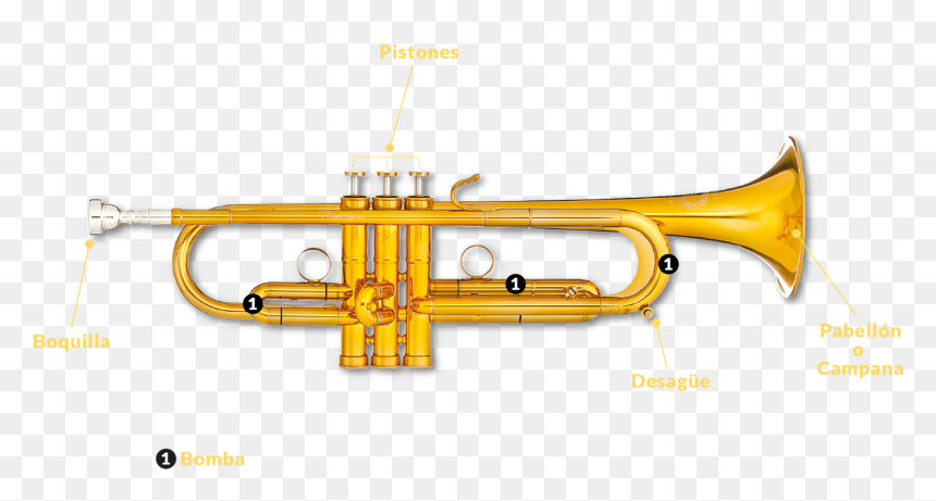 Hay Dos Tipos De Trompetas Que Veréis En El Espectáculo, - Trumpet, HD Png Download - trompetas png