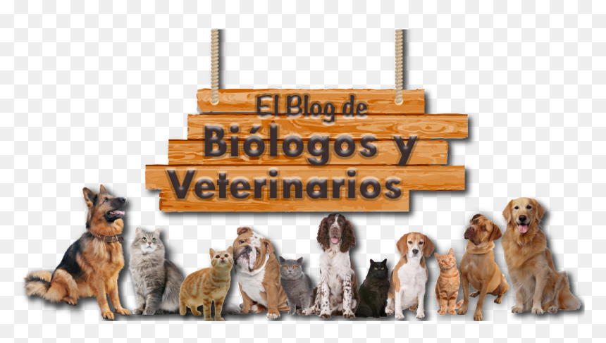 El Blog De Biólogos Y Veterinarios - Animal Png Veterinaria, Transparent Png - humo de cigarro png