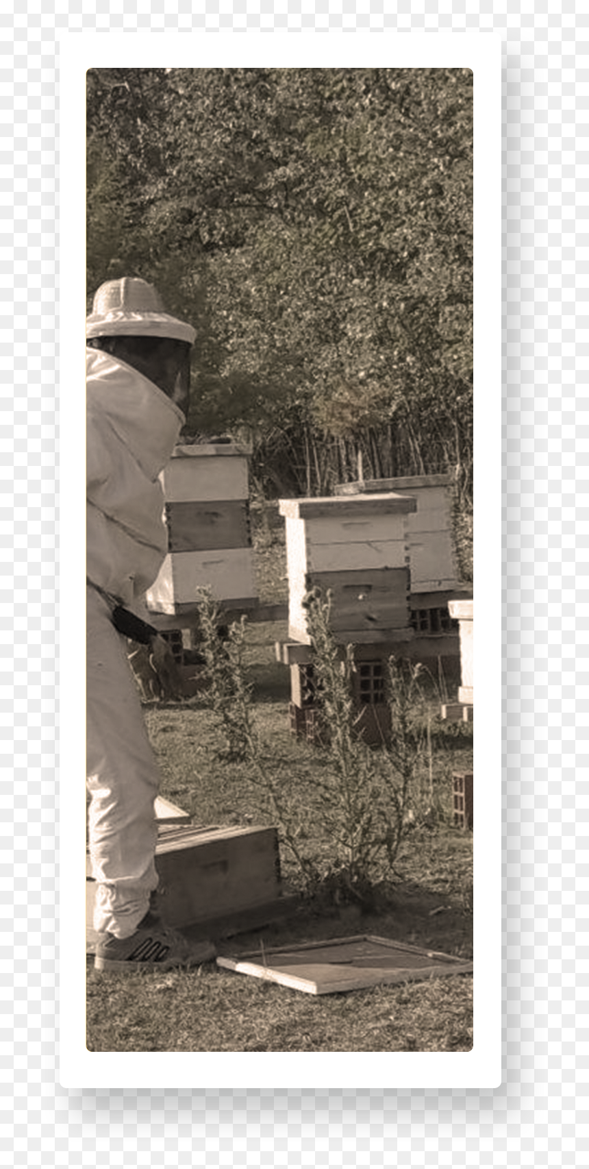 Transparent Miel De Abeja Png - Honeybee, Png Download - abeja png