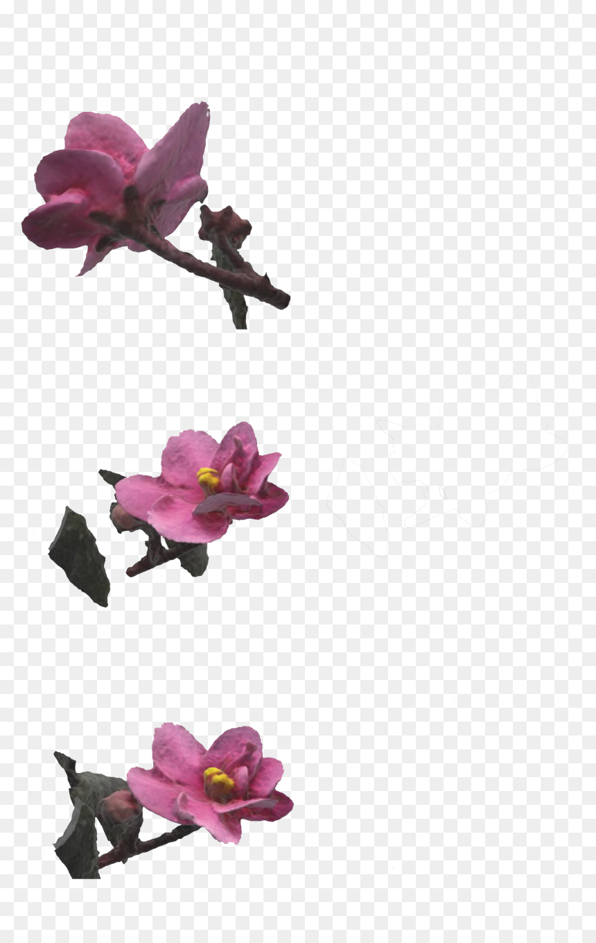 Bougainvillea, HD Png Download - cinderblock png
