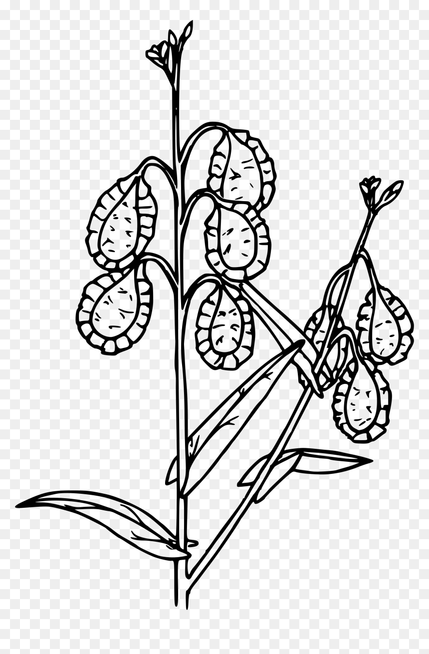 Fringe Pod Clip Arts - Line Art, HD Png Download - fringe png