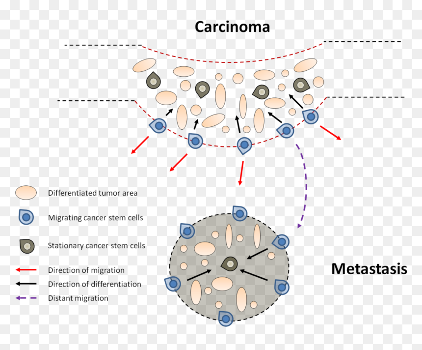 Cancer Stem Cell Location, HD Png Download - emt png