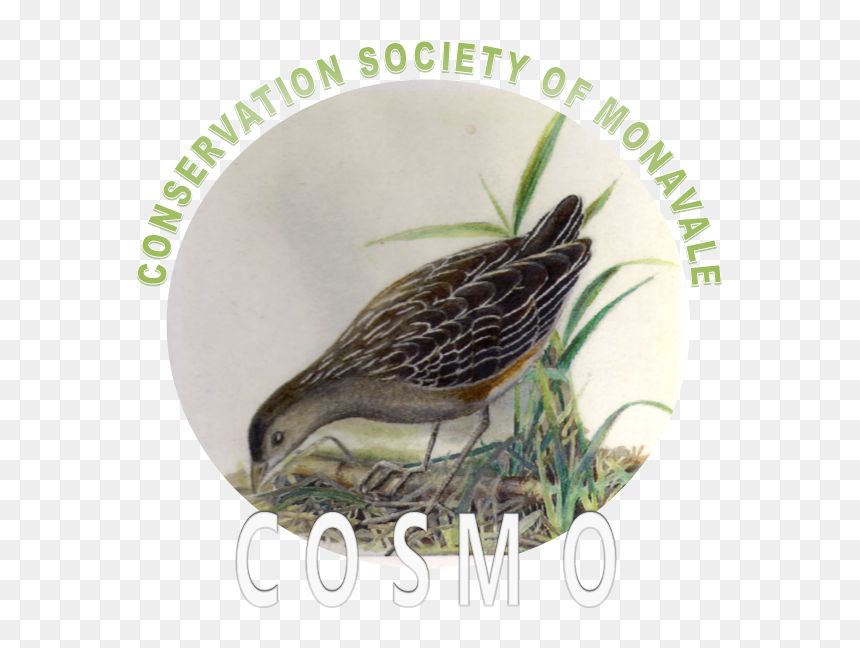 Cosmo Kids Club , Png Download - Lepra Deri Ve Zührevi Hastalıklar Hastanesi Logo, Transparent Png - cosmo png