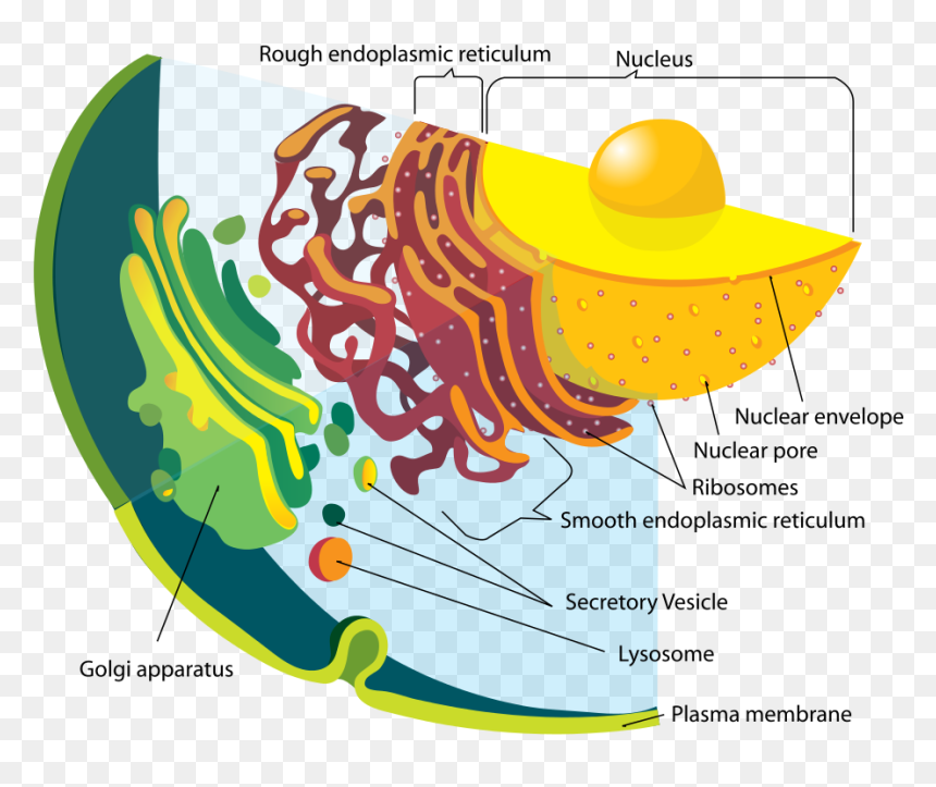 Endomembrane System, HD Png Download - ribosomes png