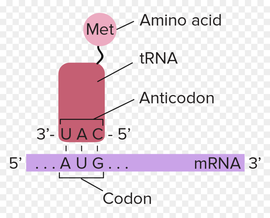 Translation Depends On Complementary Base Pairing Between, HD Png Download - ribosomes png