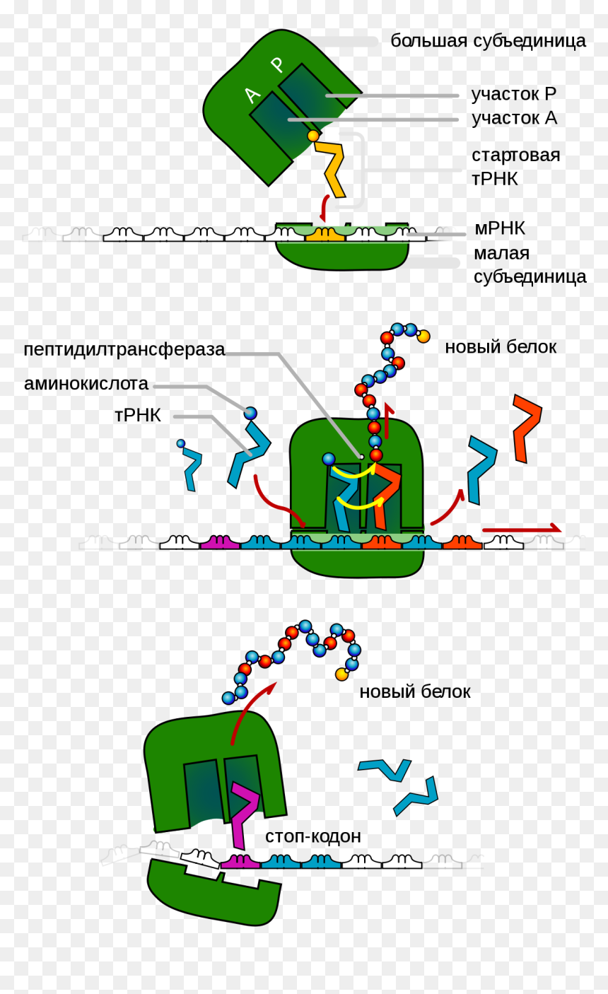 Diagram Of Ribosomes, HD Png Download - ribosomes png