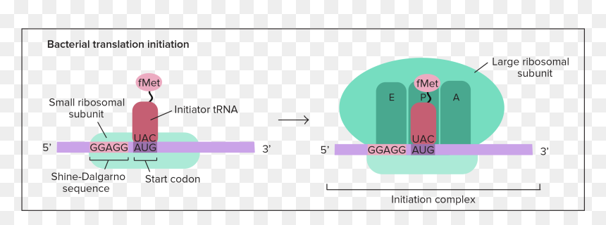 Translation Mrna To Protein - Initiation Translation, HD Png Download - ribosomes png