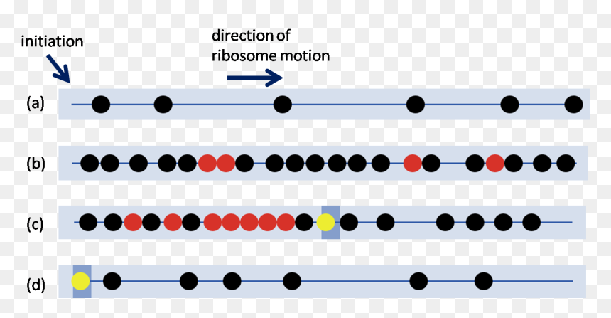 Ribosome Traffic Jams, HD Png Download - ribosomes png