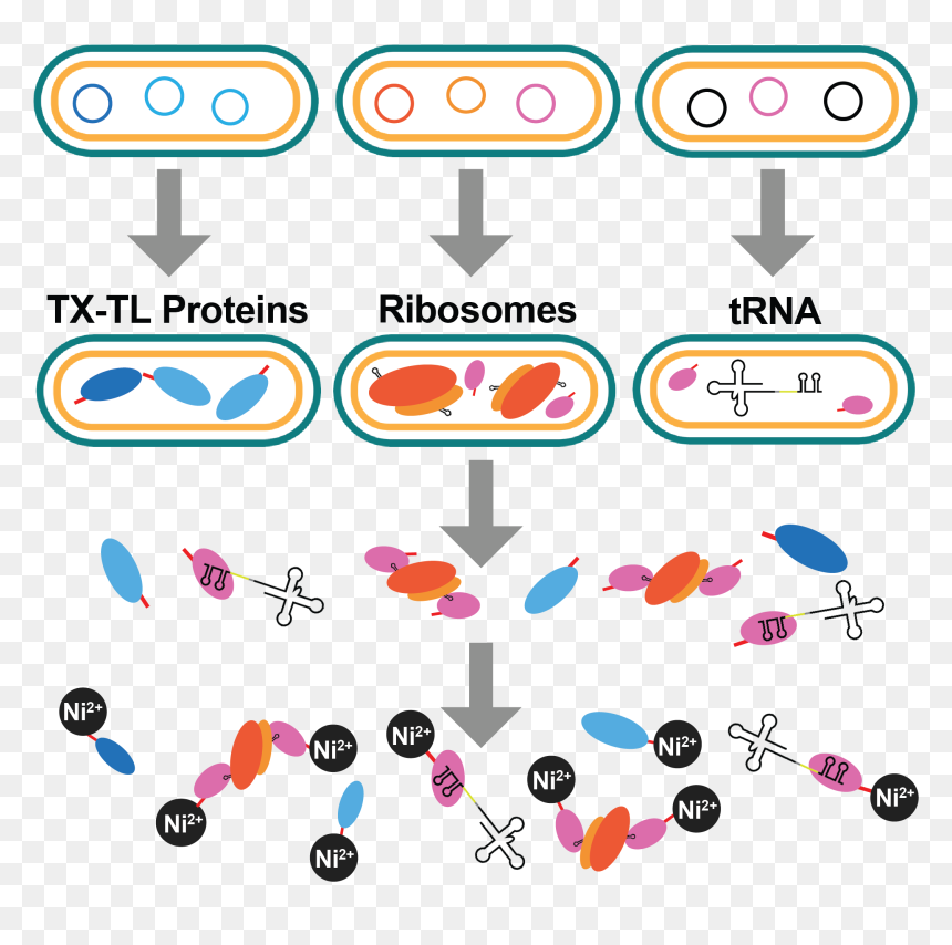 Clip Art, HD Png Download - ribosomes png