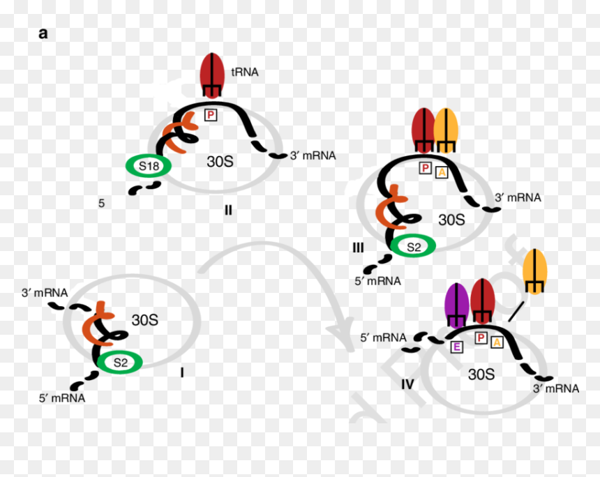 Graphic Design, HD Png Download - ribosomes png