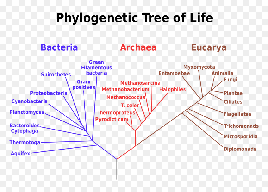 Taxonomy Of Pseudomonas Syringae, HD Png Download - ribosomes png