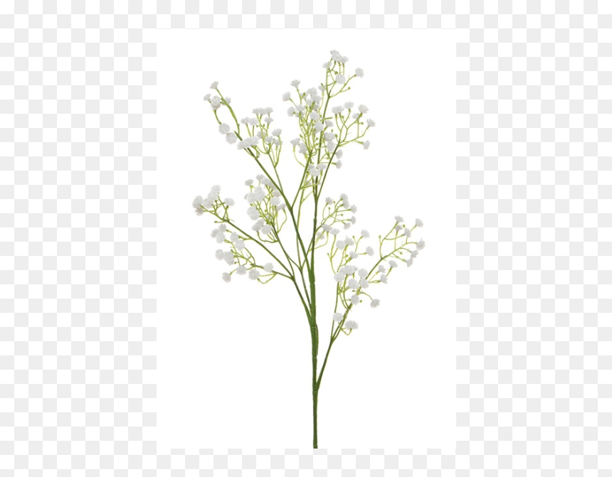 Baby's Breath Single Stem, HD Png Download - babys breath png
