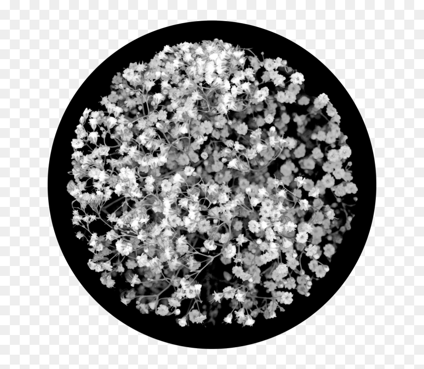 Artificial Flower, HD Png Download - babys breath png