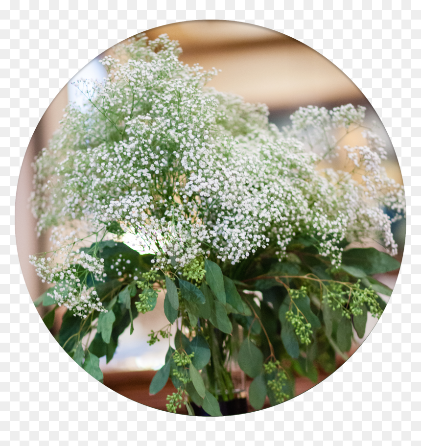 Alyssum, HD Png Download - babys breath png