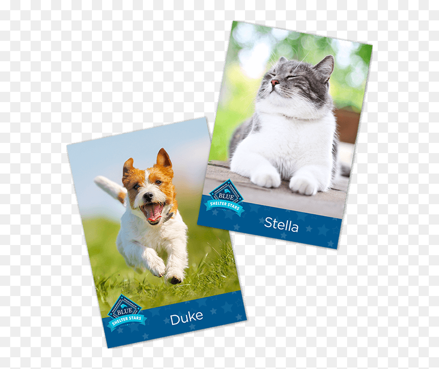 Companion Dog, HD Png Download - blue hundred png