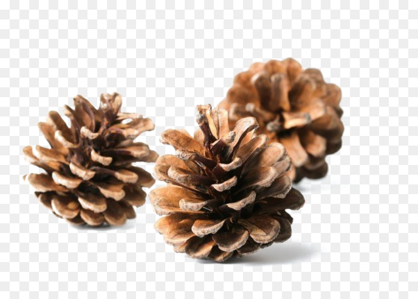 Conifer Cone, HD Png Download - pine needles png